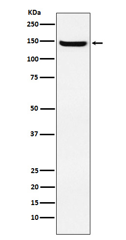 1 - Anti-JAG2 Rabbit Monoclonal Antibody ABO16019
