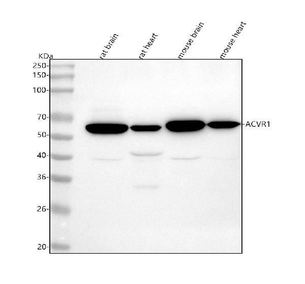 1 - Anti-ACVR1 Rabbit Monoclonal Antibody ABO16020