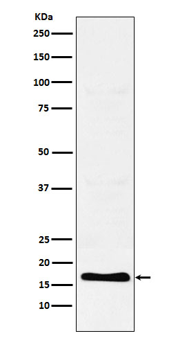 1 - Anti-TFF2 Rabbit Monoclonal Antibody ABO16022