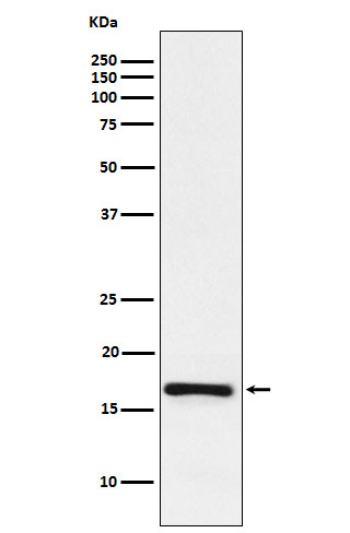1 - Anti-LMO4 Rabbit Monoclonal Antibody ABO16023