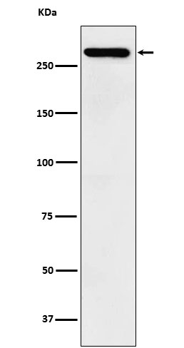 1 - Anti-TAF1 Rabbit Monoclonal Antibody ABO16024