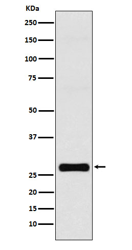 1 - Anti-GJB1 Rabbit Monoclonal Antibody ABO16027
