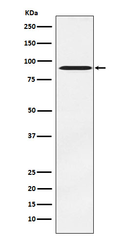 1 - Anti-ATRIP Rabbit Monoclonal Antibody ABO16028