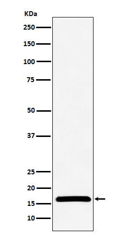 1 - Anti-NME2 Rabbit Monoclonal Antibody ABO16030