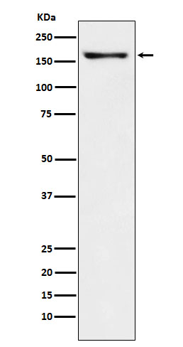 1 - Anti-CNTP2 Rabbit Monoclonal Antibody ABO16031