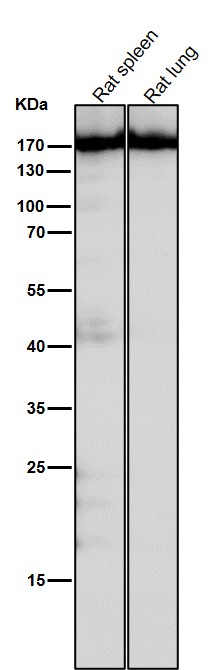 1 - Anti-CNTP2 Rabbit Monoclonal Antibody ABO16031