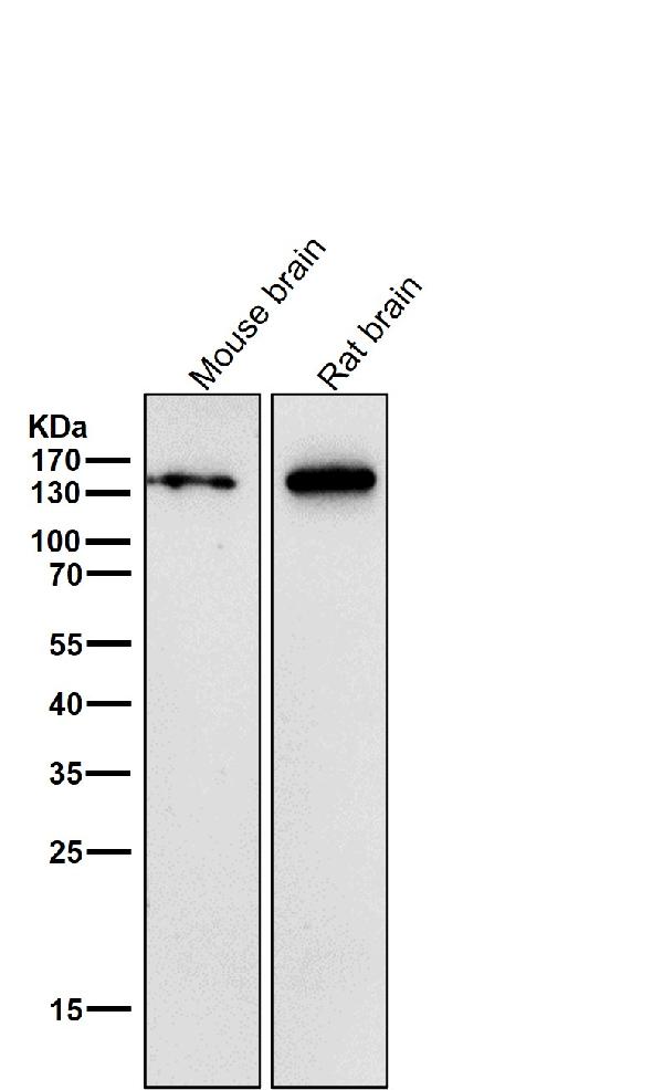1 - Anti-CNTP2 Rabbit Monoclonal Antibody ABO16031