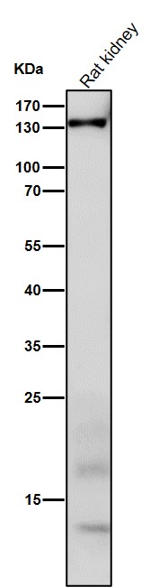 1 - Anti-CNTP2 Rabbit Monoclonal Antibody ABO16031