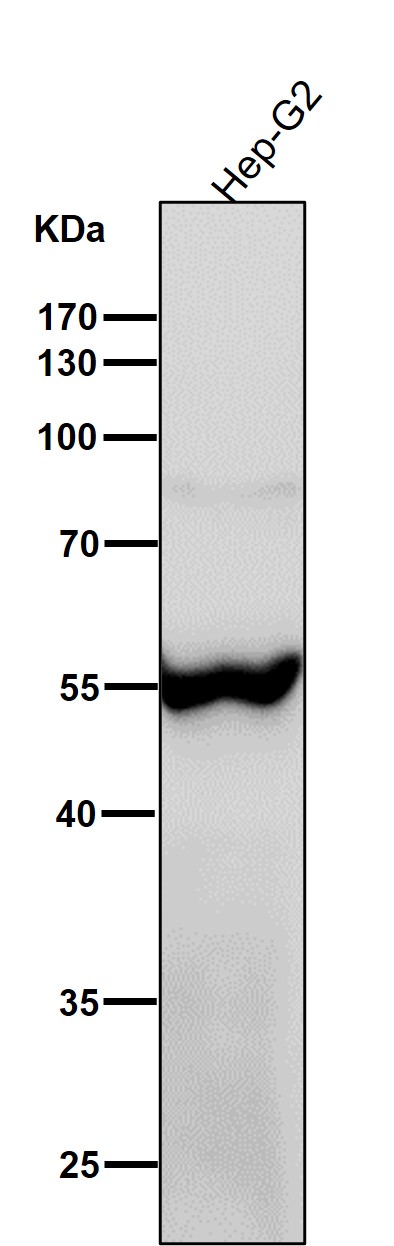 1 - Anti-ATP4B Rabbit Monoclonal Antibody ABO16032