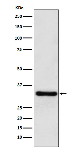 1 - Anti-PITX3 Rabbit Monoclonal Antibody ABO16033