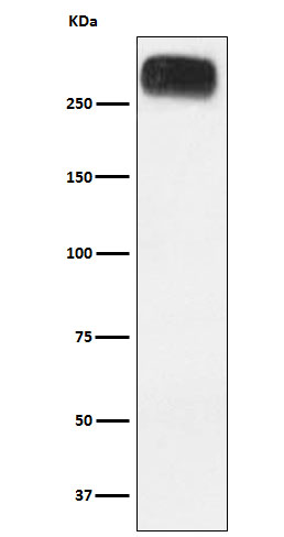 1 - Anti-mGluR3 Rabbit Monoclonal Antibody ABO16034