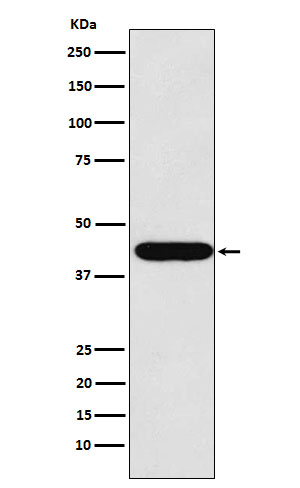 1 - Anti-LHX2 Rabbit Monoclonal Antibody ABO16039