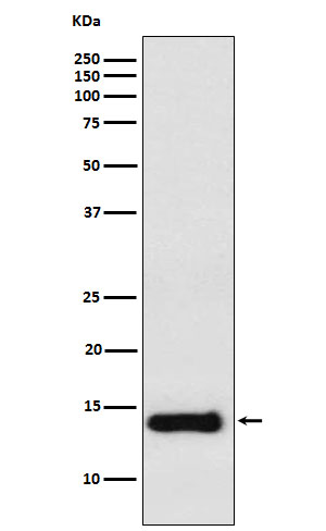 1 - Anti-PROK1 Rabbit Monoclonal Antibody ABO16044