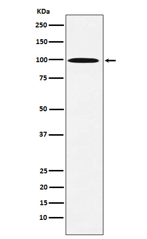1 - Anti-AP1G1 Rabbit Monoclonal Antibody ABO16046