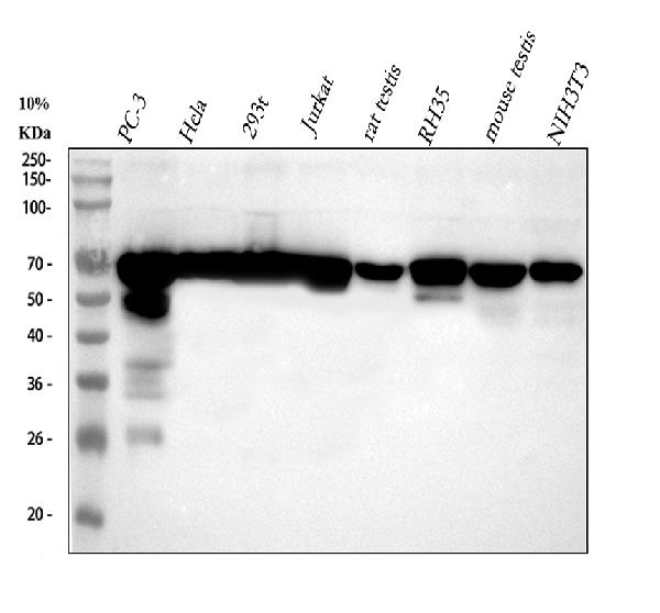 1 - Anti-NUP62 Rabbit Monoclonal Antibody ABO16047