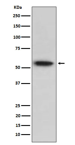 1 - Anti-TRAF2 Rabbit Monoclonal Antibody ABO16050