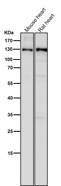 1 - Anti-CC2D1A Rabbit Monoclonal Antibody ABO16051
