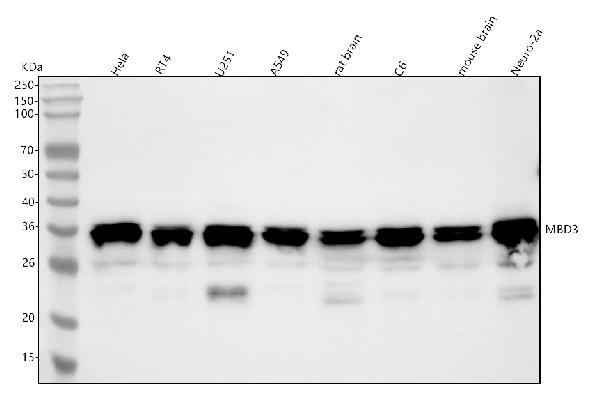 1 - Anti-MBD3 Rabbit Monoclonal Antibody ABO16053