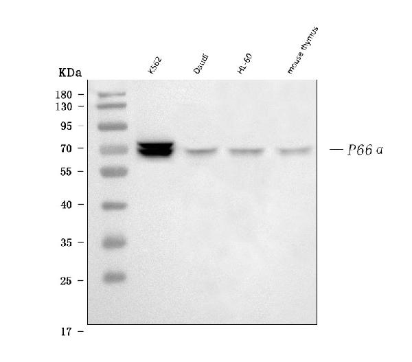 1 - Anti-p66 alpha Rabbit Monoclonal Antibody ABO16054