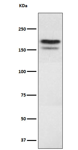 1 - Anti-EHMT2 Rabbit Monoclonal Antibody ABO16057