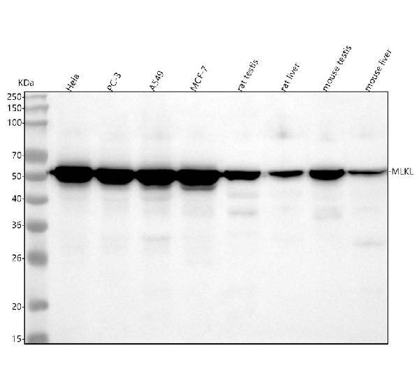 1 - Anti-MLKL Rabbit Monoclonal Antibody ABO16058