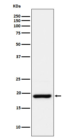 1 - Anti-CIRBP Rabbit Monoclonal Antibody ABO16059
