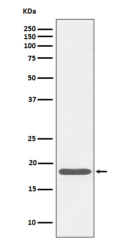 1 - Anti-Caveolin-3 Rabbit Monoclonal Antibody ABO16060