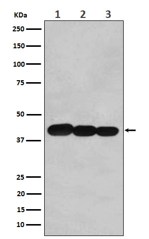 1 - Anti-BCLG Rabbit Monoclonal Antibody ABO16061