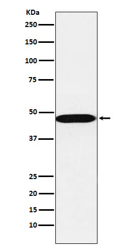 1 - Anti-AHCY Rabbit Monoclonal Antibody ABO16063