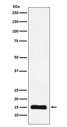 1 - Anti-Histone H3 (mono methyl K9) Rabbit Monoclonal Antibody ABO16064