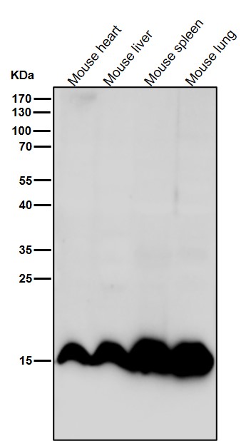 1 - Anti-Histone H3 (mono methyl K9) Rabbit Monoclonal Antibody ABO16064