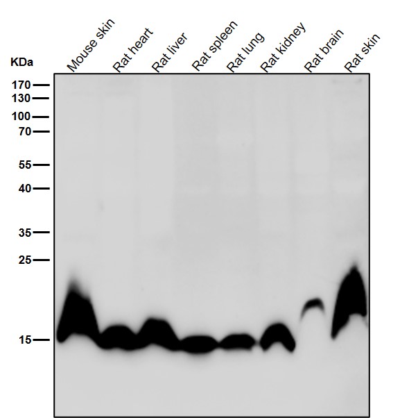 1 - Anti-Histone H3 (mono methyl K9) Rabbit Monoclonal Antibody ABO16064