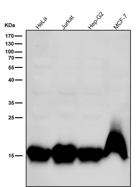 1 - Anti-Histone H3 (mono methyl K9) Rabbit Monoclonal Antibody ABO16064