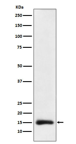 1 - Anti-Histone H3 (acetyl K23) Rabbit Monoclonal Antibody ABO16066