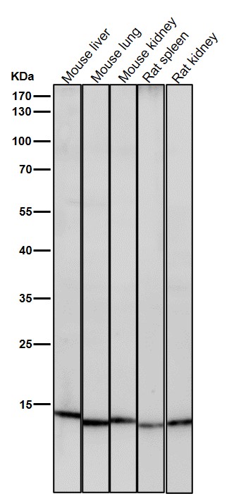 1 - Anti-Histone H3 (acetyl K23) Rabbit Monoclonal Antibody ABO16066