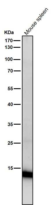 1 - Anti-Histone H3 (acetyl K23) Rabbit Monoclonal Antibody ABO16066