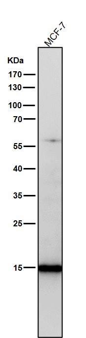 1 - Anti-Histone H3 (acetyl K23) Rabbit Monoclonal Antibody ABO16066