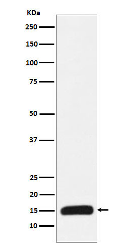 1 - Anti-Histone H3 (mutated K27 Met) Rabbit Monoclonal Antibody ABO16067