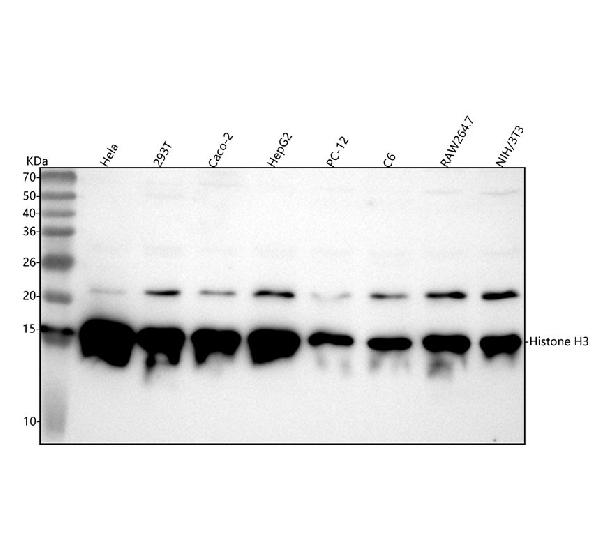 1 - Anti-Histone H3 (acetyl K27) Rabbit Monoclonal Antibody ABO16068
