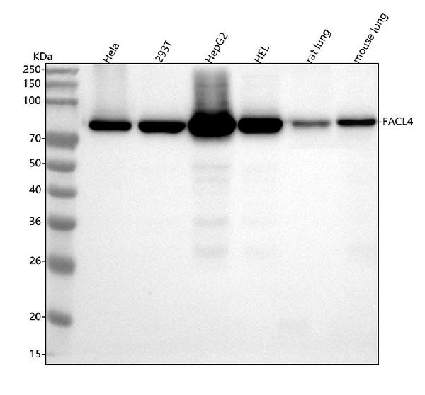 1 - Anti-FACL4 Rabbit Monoclonal Antibody ABO16069