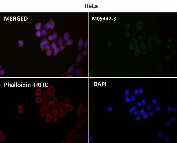 1 - Anti-COX IV Rabbit Monoclonal Antibody ABO16070