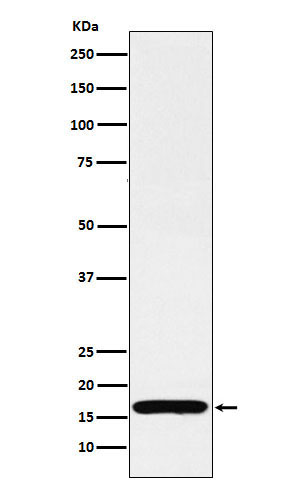 1 - Anti-COX IV Rabbit Monoclonal Antibody ABO16070