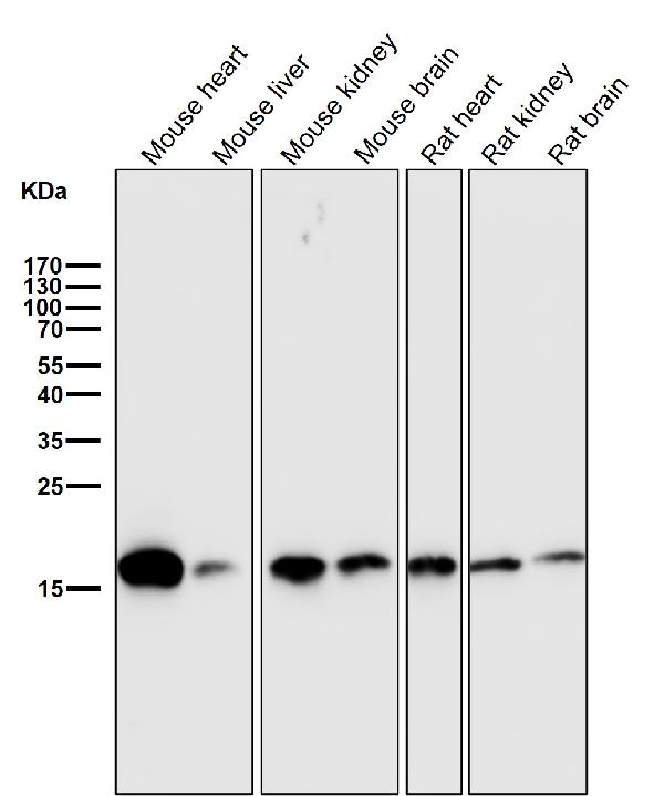 1 - Anti-COX IV Rabbit Monoclonal Antibody ABO16070