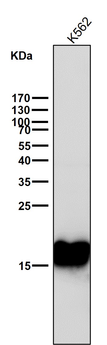 1 - Anti-COX IV Rabbit Monoclonal Antibody ABO16070
