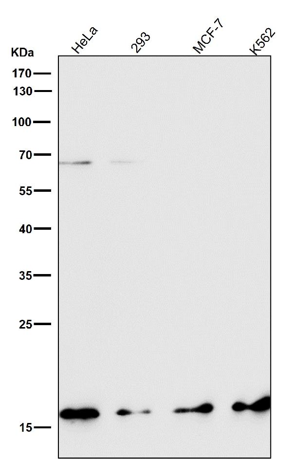 1 - Anti-COX IV Rabbit Monoclonal Antibody ABO16070
