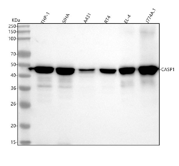 1 - Anti-Caspase-1 + p10 + p12 Rabbit Monoclonal Antibody ABO16071