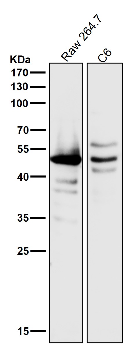 1 - Anti-Caspase-1 + p10 + p12 Rabbit Monoclonal Antibody ABO16071