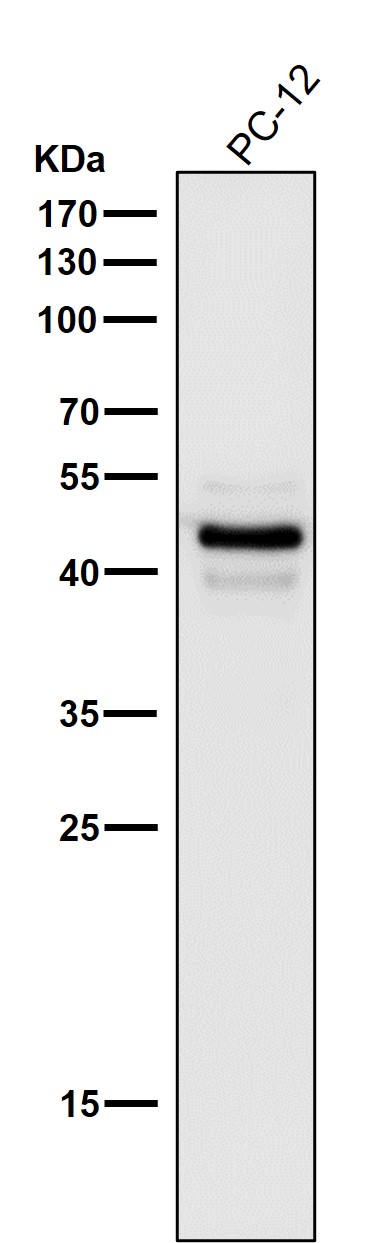 1 - Anti-Caspase-1 + p10 + p12 Rabbit Monoclonal Antibody ABO16071