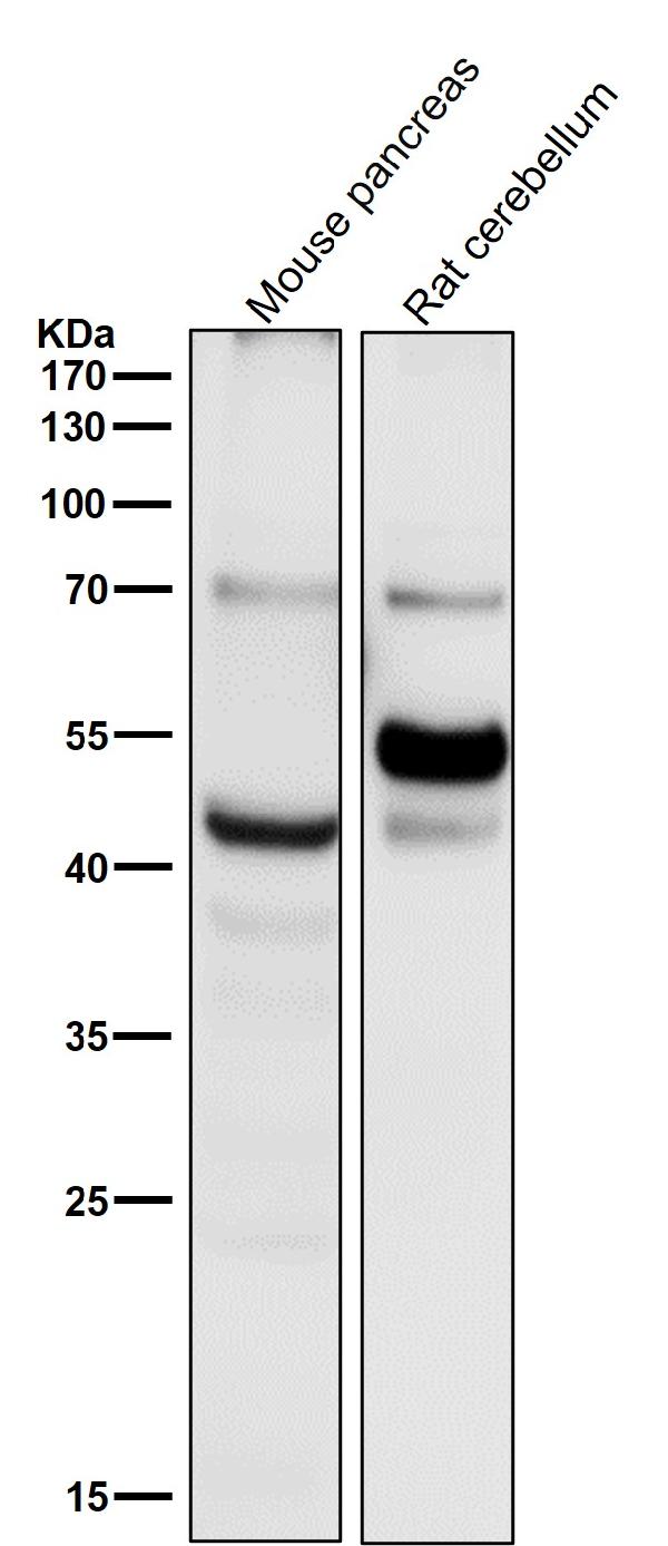 1 - Anti-Caspase-1 + p10 + p12 Rabbit Monoclonal Antibody ABO16071