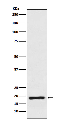 1 - Anti-Cofilin Rabbit Monoclonal Antibody ABO16072